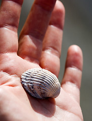 Image showing Shell in Hand