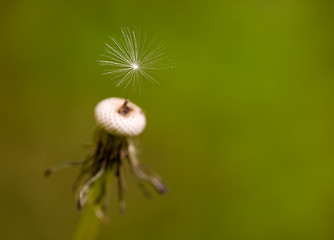 Image showing Dandelion Seed