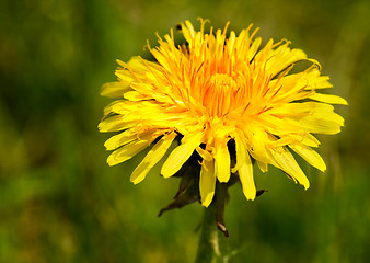 Image showing Dandelion Macro