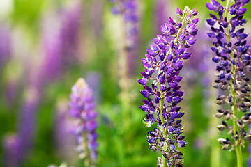 Image showing Purple Lupin Flower