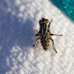 Image showing Fly on Sweater