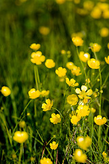 Image showing Buttercup Background