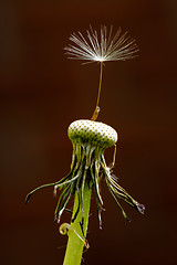 Image showing Dandelion Seed