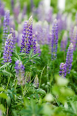Image showing Purple Lupin Flower