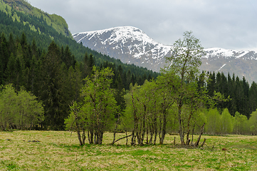 Image showing Serene Spring View of Snow-Capped Mountains and Lush Green Fores