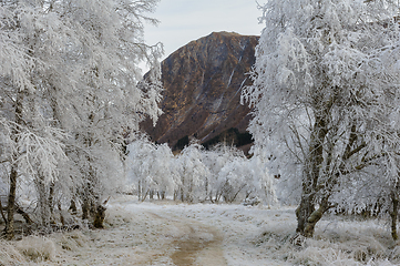 Image showing Winter Wonderland Captured: Frost-Covered Trees and Path Leading