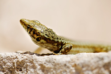 Image showing Small Lizard