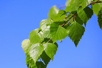 Image showing Betula Pendula Leaves Against Blue Sky