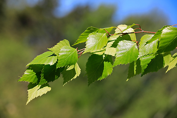 Image showing Betula pendula Leaves in the Spring