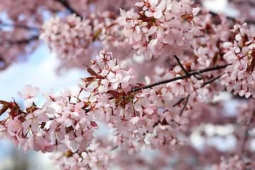 Image showing Cherry Flowers in the Spring