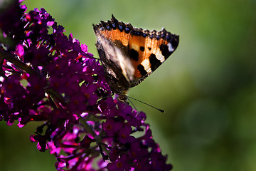 Image showing Butterfly