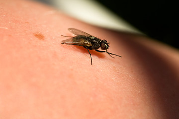 Image showing Fly on Skin