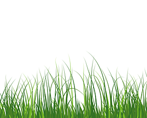 Image showing Green Grass Meadow