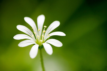 Image showing White Flower Macro