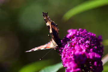 Image showing Buttefly on Purple Plant