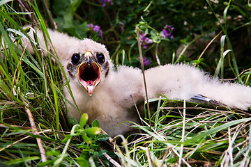 Image showing Prairie Falcon Chick