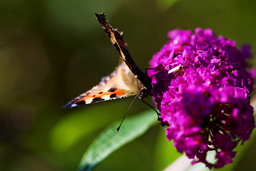 Image showing Buttefly on Purple Plant