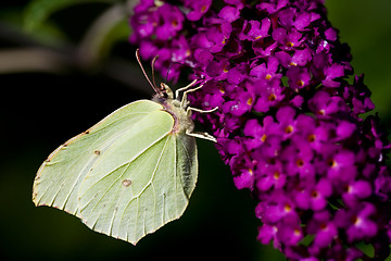 Image showing Brimstone Butterfly