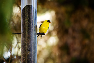 Image showing Gold Finch