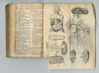 Image showing Ancient medical book, anatomy and drawing of human body, sketch or health treatment research of organ disease. Latin language, healthcare journal or kidney process diagram for medicine education info