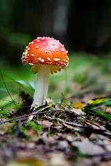 Image showing Fly Amanita