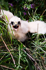 Image showing Prairie Falcon Chick