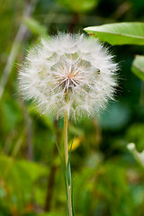 Image showing Dandelion