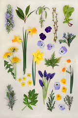 Image showing Spring Flowers and Herbs Large Collection