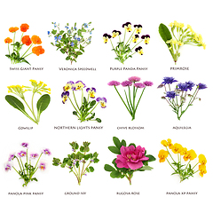 Image showing Spring Summer Flowers Large Collection