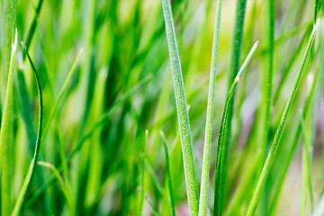 Image showing Grass Detail