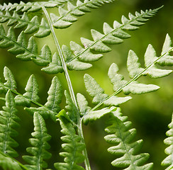 Image showing Fern Background