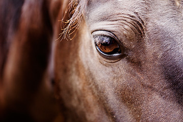 Image showing Horse Eye Detail