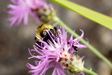 Image showing Bee on Flower