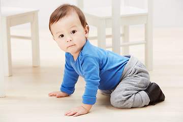 Image showing Cute, crawling and portrait of baby on floor for child development, learning and youth. Young, curious and adorable with infant kid on ground of family home for growth, progress and milestone
