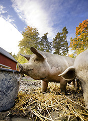 Image showing Pig at Water Bowl