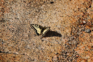 Image showing Swallowtail Butterfly