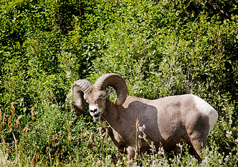 Image showing Bighorn Sheep