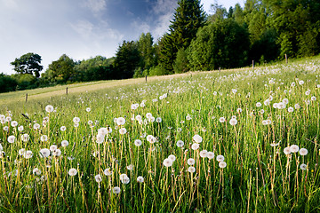 Image showing Dandelion Field