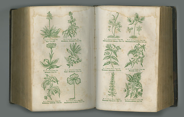 Image showing Old book, plants and vintage pages of herbs in biology for medical study or history against a studio background. Closeup of historical novel, botanical journal or education for natural remedy