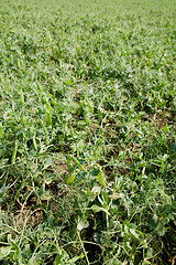 Image showing Pea Field