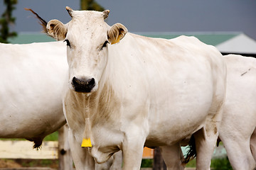 Image showing White Cow