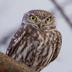 Image showing closeup of a cute little owl