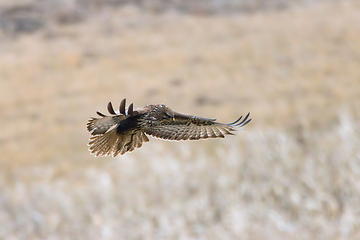 Image showing common buzzard flight image