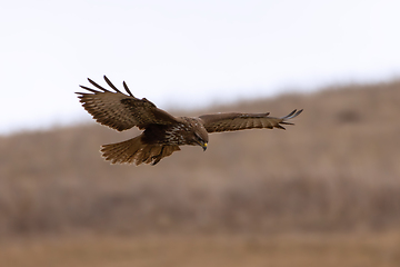 Image showing common buzzard hunting over meadows