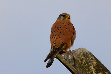 Image showing common kestrel perched on light pole