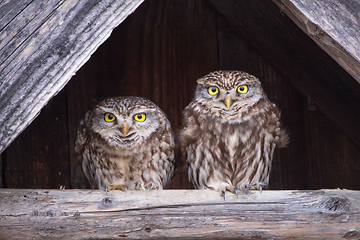Image showing cute little owls couple