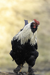 Image showing large rooster closeup