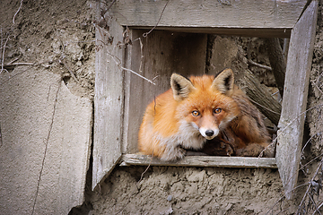 Image showing red fox at the window