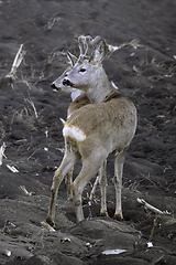 Image showing roe deers on ploughed agricultural land