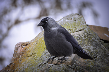 Image showing western jackdaw on a house roof